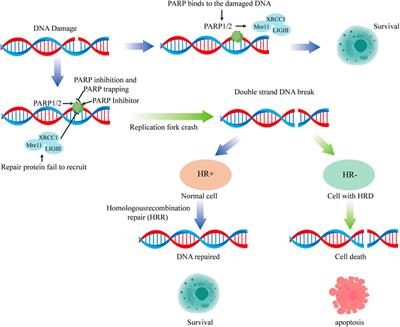 PARP inhibitors combined with radiotherapy: are we ready?